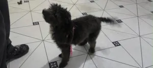Cachorro raça Shitzu idade 7 a 11 meses nome Ravena 