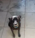 pretinha 