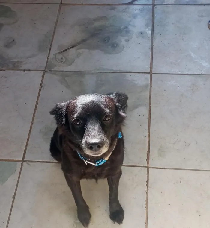 Cachorro raça SRD-ViraLata idade 4 anos nome pretinha 