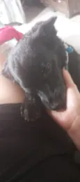 pretinha 