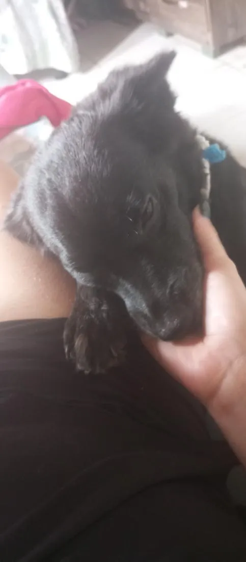 Cachorro raça SRD-ViraLata idade 4 anos nome pretinha 