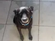pretinha 