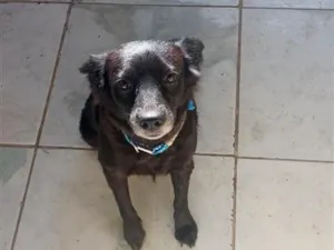 Cachorro raça SRD-ViraLata idade 4 anos nome pretinha 