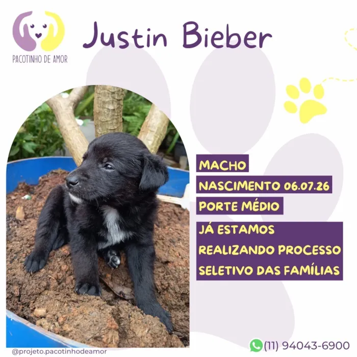 Cachorro raça SRD-ViraLata idade Abaixo de 2 meses nome Justin Bieber