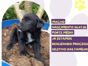 Cachorro raça SRD-ViraLata idade Abaixo de 2 meses nome Justin Bieber