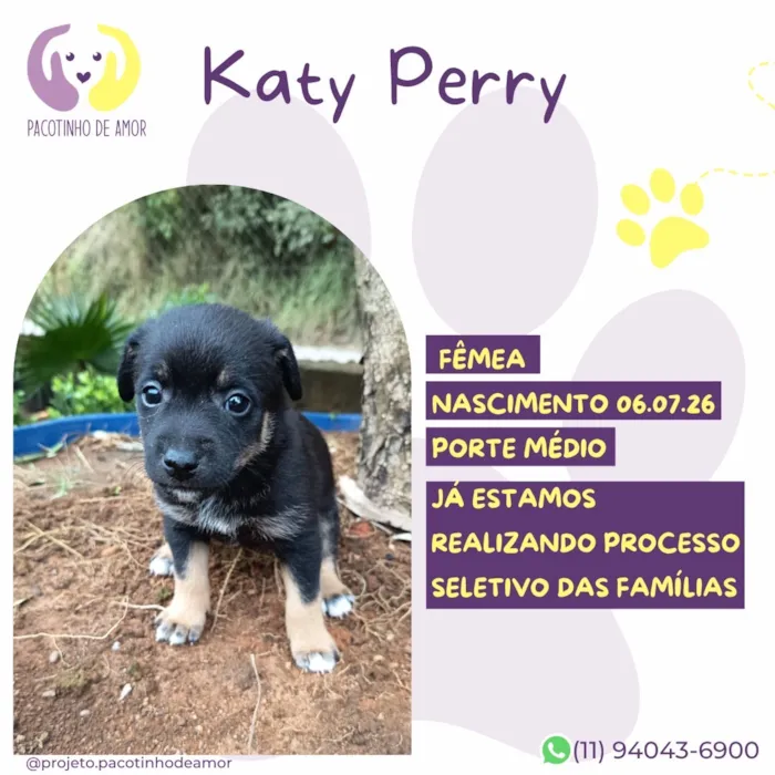 Cachorro raça SRD-ViraLata idade Abaixo de 2 meses nome Katy Perry
