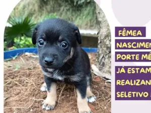 Cachorro raça SRD-ViraLata idade Abaixo de 2 meses nome Katy Perry