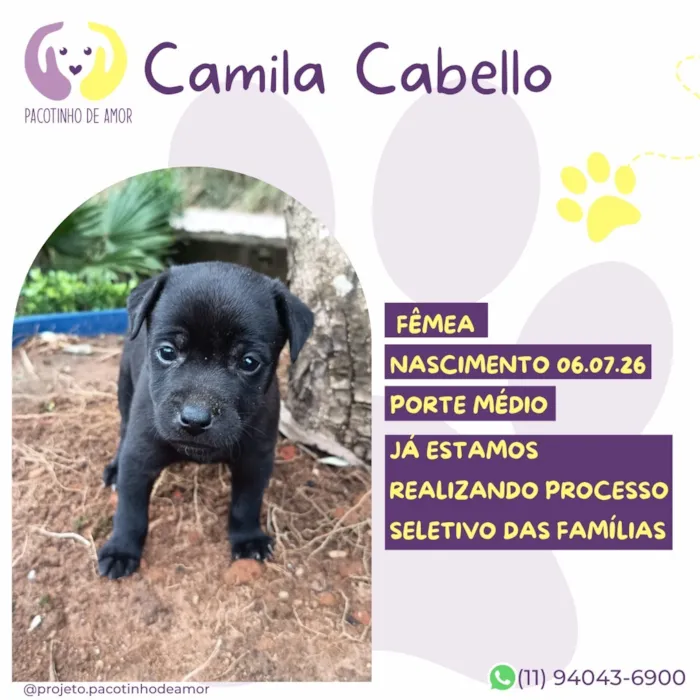 Cachorro raça SRD-ViraLata idade Abaixo de 2 meses nome Camila Cabello