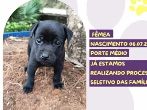 Cachorro raça SRD-ViraLata idade Abaixo de 2 meses nome Camila Cabello