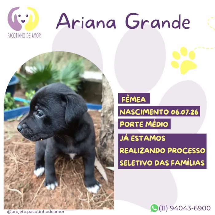 Cachorro raça SRD-ViraLata idade Abaixo de 2 meses nome Ariana Grande
