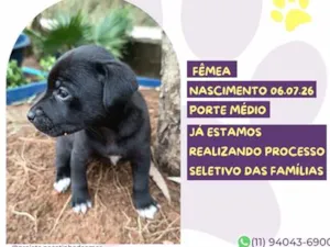 Cachorro raça SRD-ViraLata idade Abaixo de 2 meses nome Ariana Grande