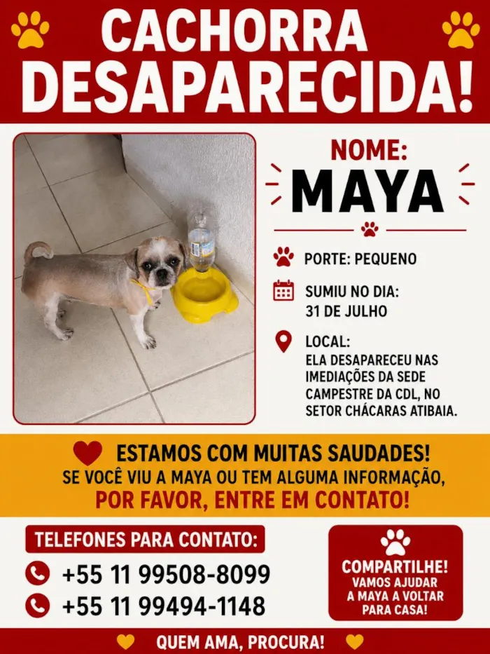 Cachorro raça Shitzu idade 2 anos nome Maya