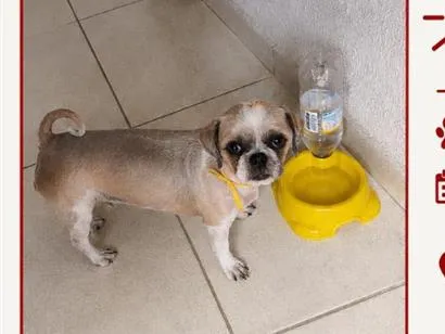 Cachorro raça Shitzu idade 2 anos nome Maya
