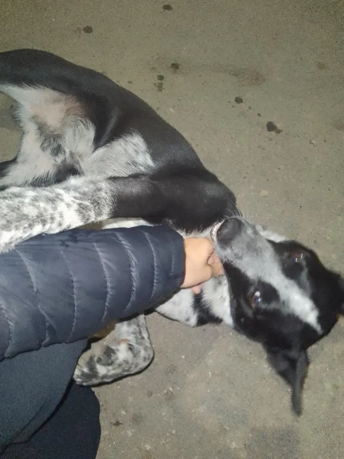 Cachorro raça SRD-ViraLata idade 1 ano nome mike