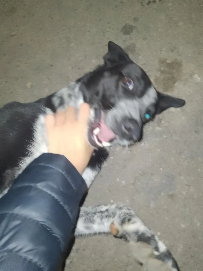 Cachorro raça SRD-ViraLata idade 1 ano nome mike