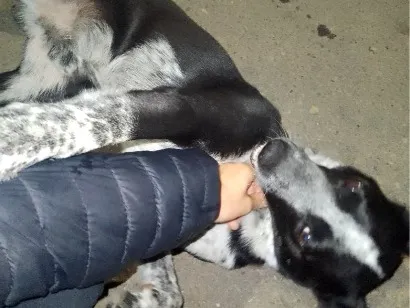 Cachorro raça SRD-ViraLata idade 1 ano nome mike