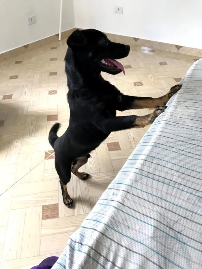 Cachorro raça SRD-ViraLata idade 6 ou mais anos nome Cookie