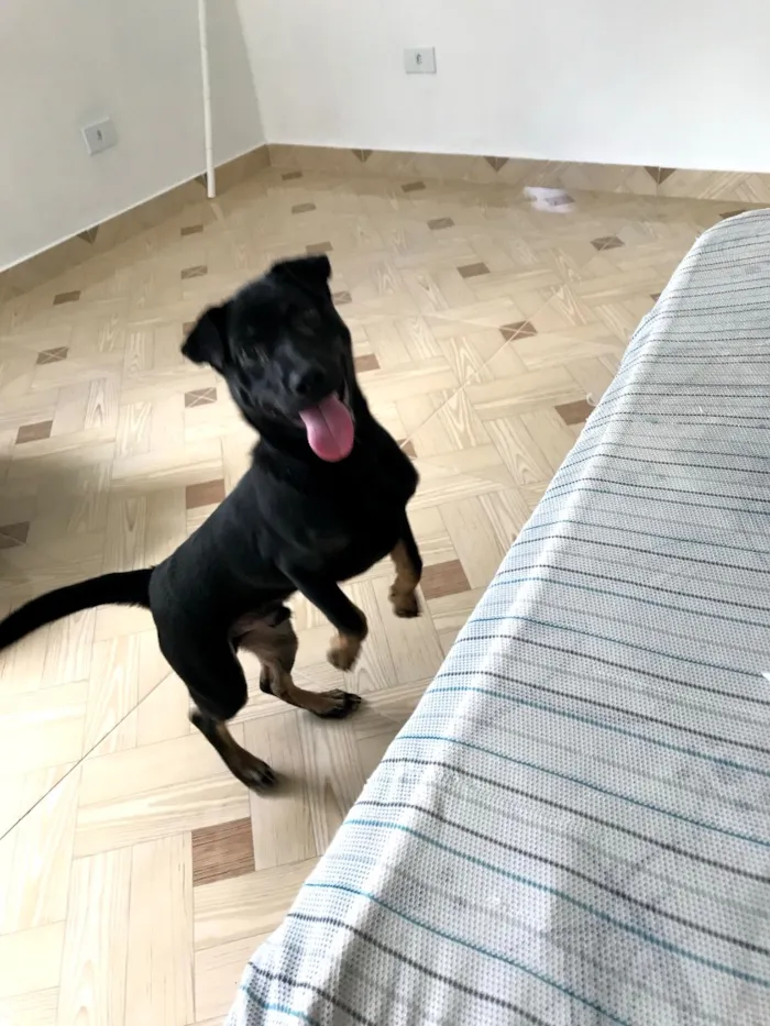 Cachorro raça SRD-ViraLata idade 6 ou mais anos nome Cookie