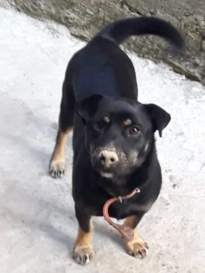 Cachorro raça SRD-ViraLata idade 6 ou mais anos nome Cookie