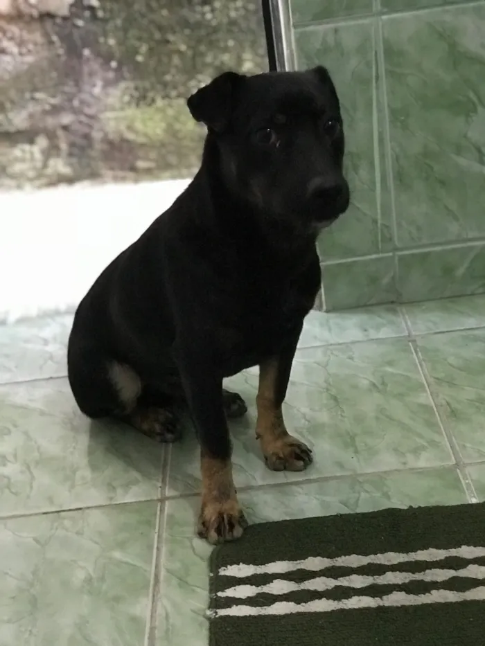 Cachorro raça SRD-ViraLata idade 6 ou mais anos nome Cookie