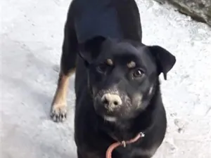 Cachorro raça SRD-ViraLata idade 6 ou mais anos nome Cookie
