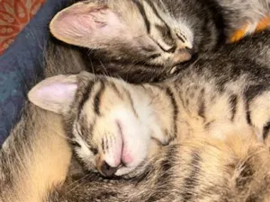 Gato raça SRD-ViraLata idade 2 a 6 meses nome Sem nome