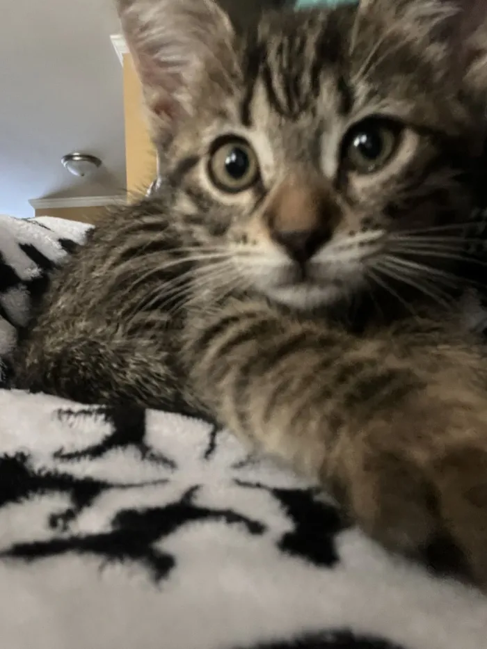 Gato raça SRD-ViraLata idade 2 a 6 meses nome Sem nome