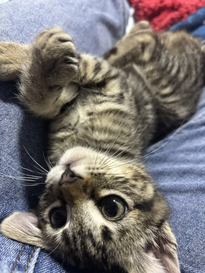 Gato raça SRD-ViraLata idade 2 a 6 meses nome Sem nome