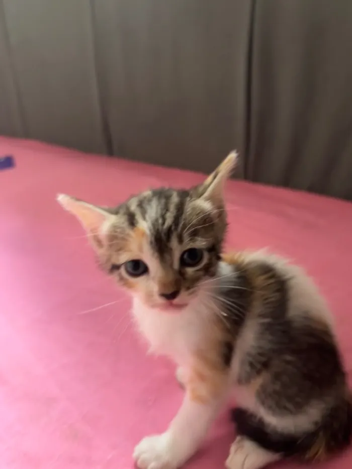 Gato raça SRD-ViraLata idade Abaixo de 2 meses nome ainda não tem nome