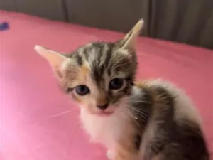 Gato raça SRD-ViraLata idade Abaixo de 2 meses nome ainda não tem nome