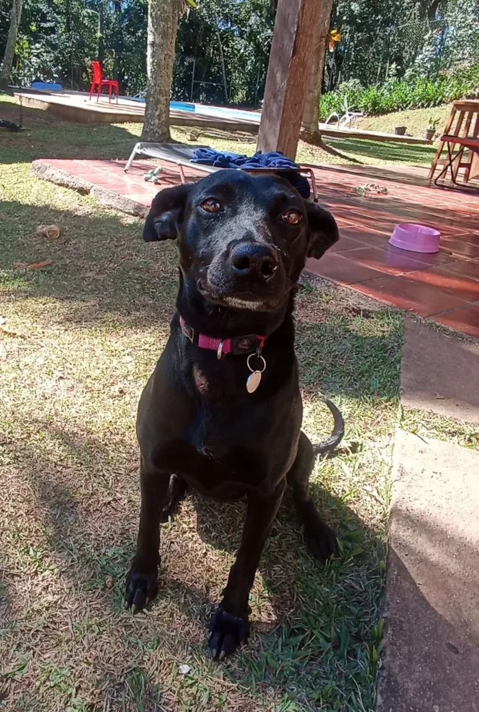 Cachorro raça SRD-ViraLata idade 1 ano nome Jade