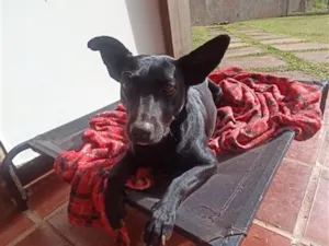Cachorro raça SRD-ViraLata idade 1 ano nome Jade