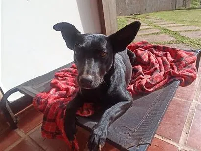 Cachorro raça SRD-ViraLata idade 1 ano nome Jade