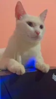 Artemis 