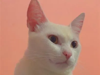 Gato raça SRD-ViraLata idade 1 ano nome Artemis 