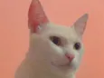 Artemis