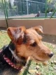 Totó