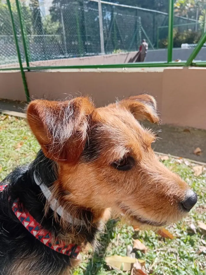 Cachorro raça SRD-ViraLata idade 3 anos nome Totó