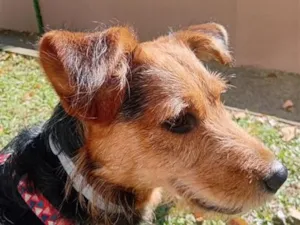 Cachorro raça SRD-ViraLata idade 3 anos nome Totó