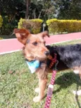 Totó