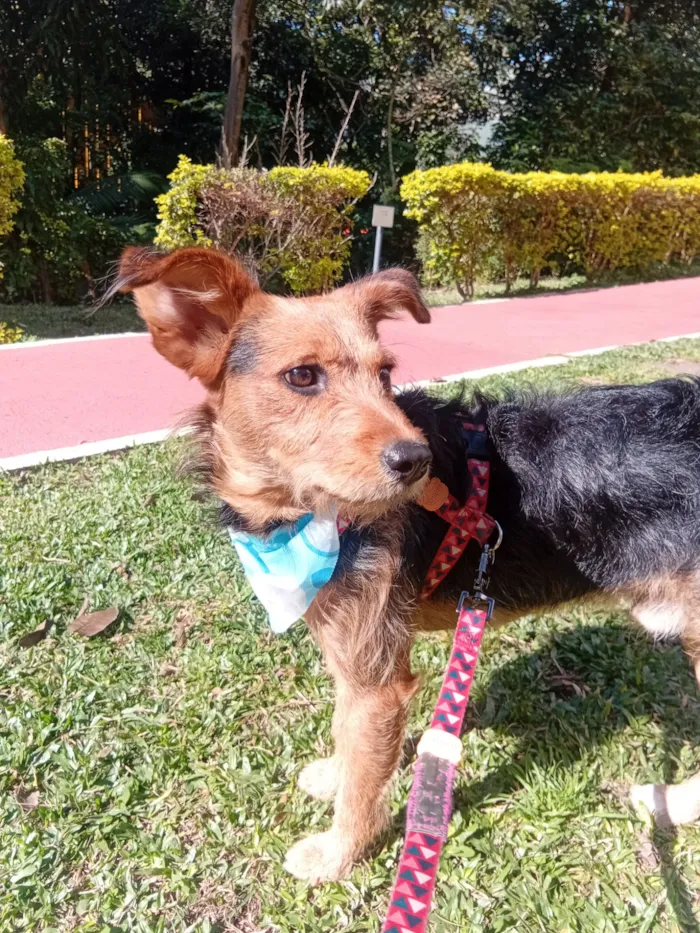 Cachorro raça SRD-ViraLata idade 3 anos nome Totó