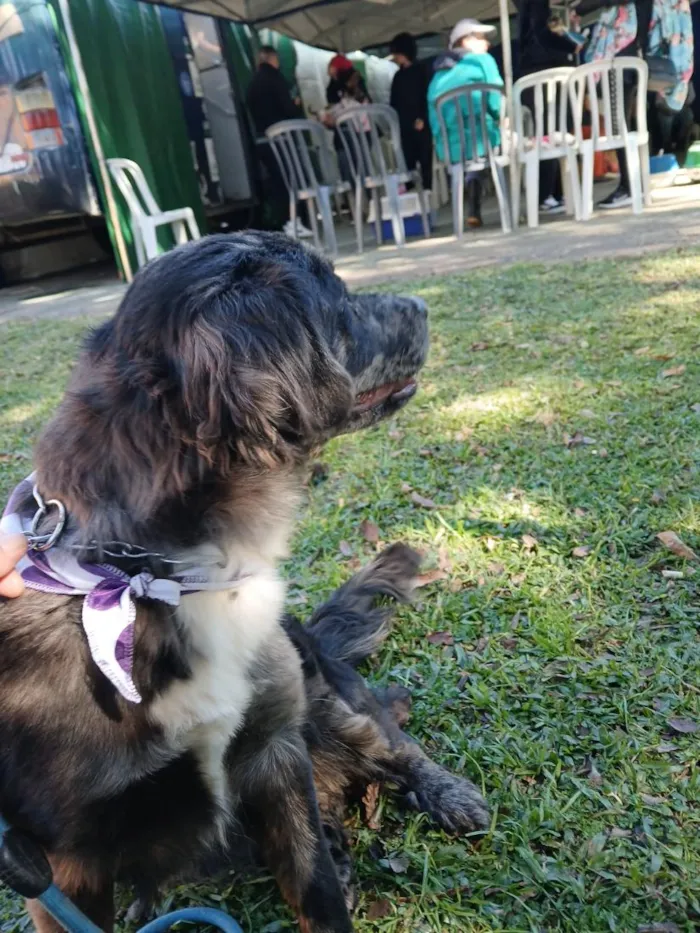 Cachorro raça SRD-ViraLata idade 1 ano nome lala