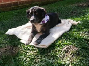 Cachorro raça SRD-ViraLata idade 1 ano nome lala