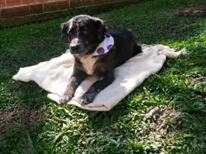 Cachorro raça SRD-ViraLata idade 1 ano nome lala