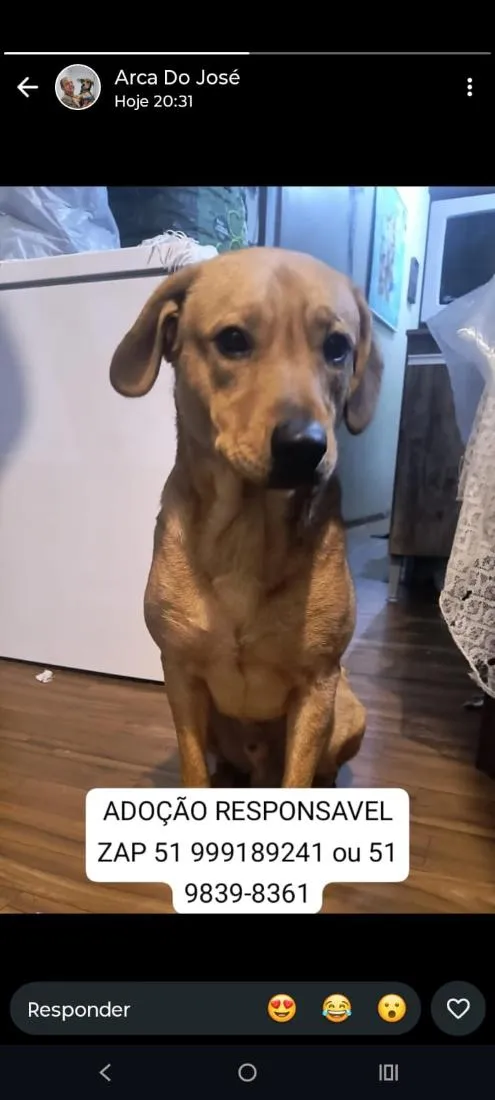 Cachorro raça SRD-ViraLata idade 1 ano nome Zeus