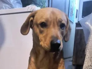 Cachorro raça SRD-ViraLata idade 1 ano nome Zeus