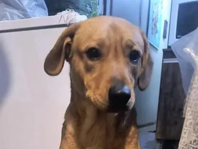 Cachorro raça SRD-ViraLata idade 1 ano nome Zeus