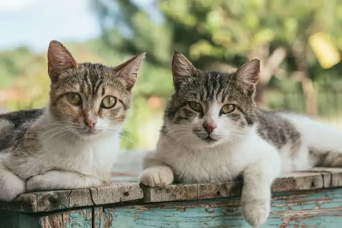 Gato raça Siamês idade 2 a 6 meses nome brutus