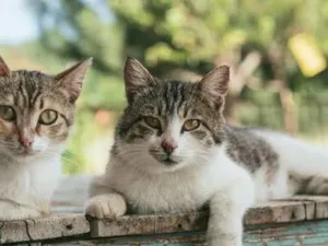 Gato raça Siamês idade 2 a 6 meses nome brutus