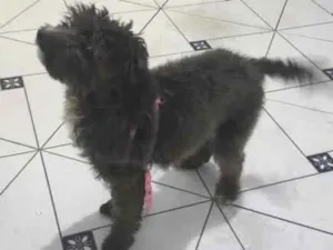 Cachorro raça Shitzu idade 7 a 11 meses nome Ravena 